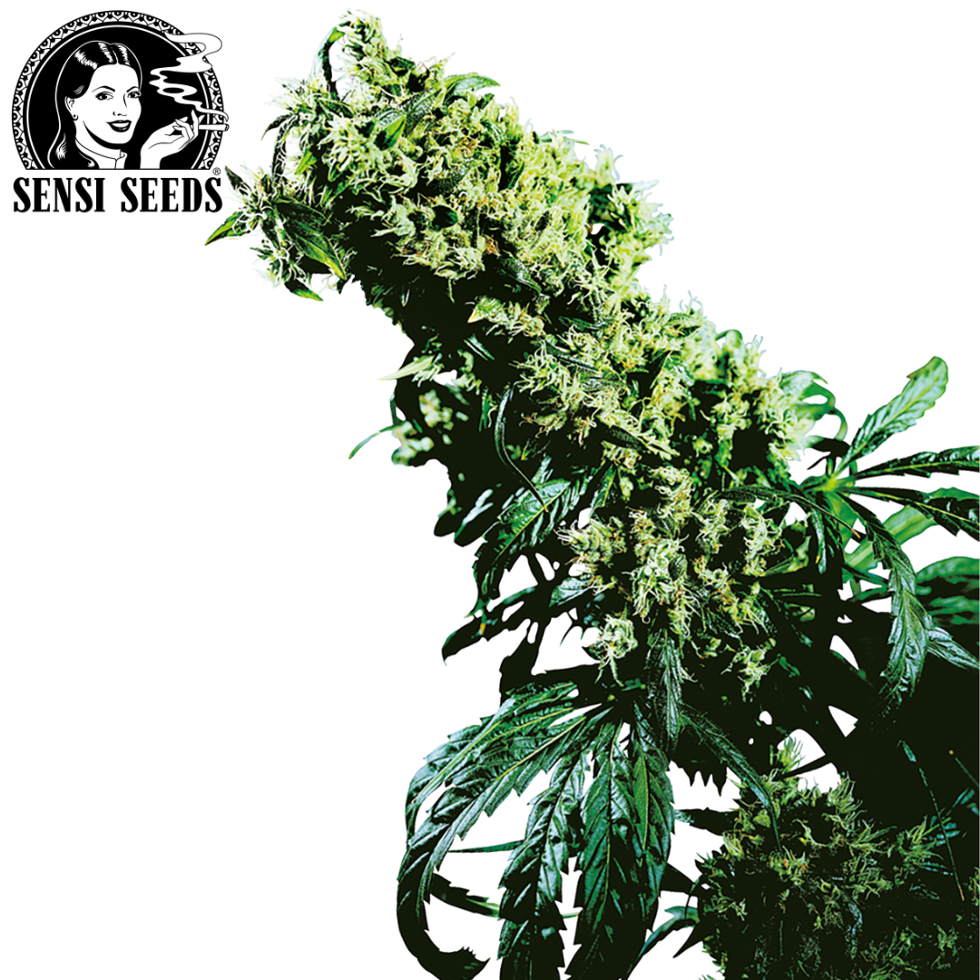 T-Shirt, Sensi Seeds®, HD Print, Schwarz